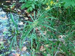 Image of Cyperus alternifolius subsp. flabelliformis Kük.