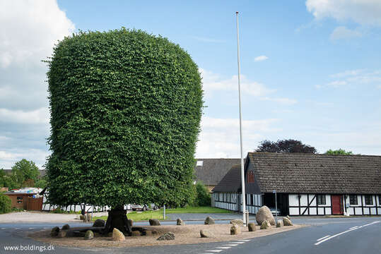 Image of Littleleaf Linden