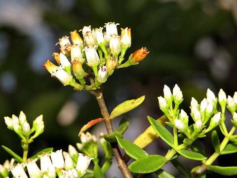 Image of Crassula sarcocaulis Eckl. & Zeyh.