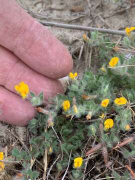 Image of hairy bird's-foot trefoil