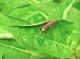 Image of Polistes stigma (Fabricius 1793)