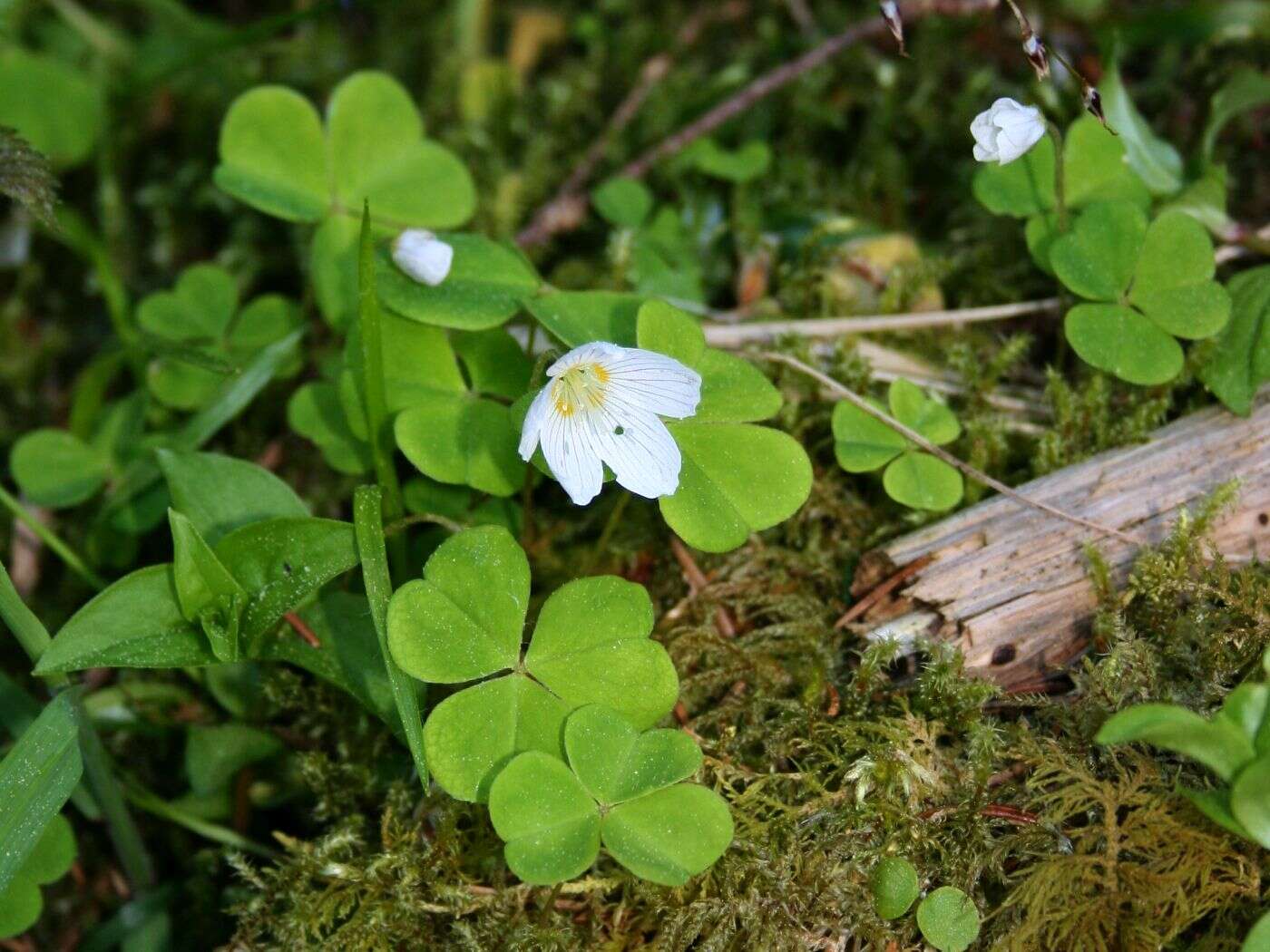 Imagem de Oxalis acetosella L.