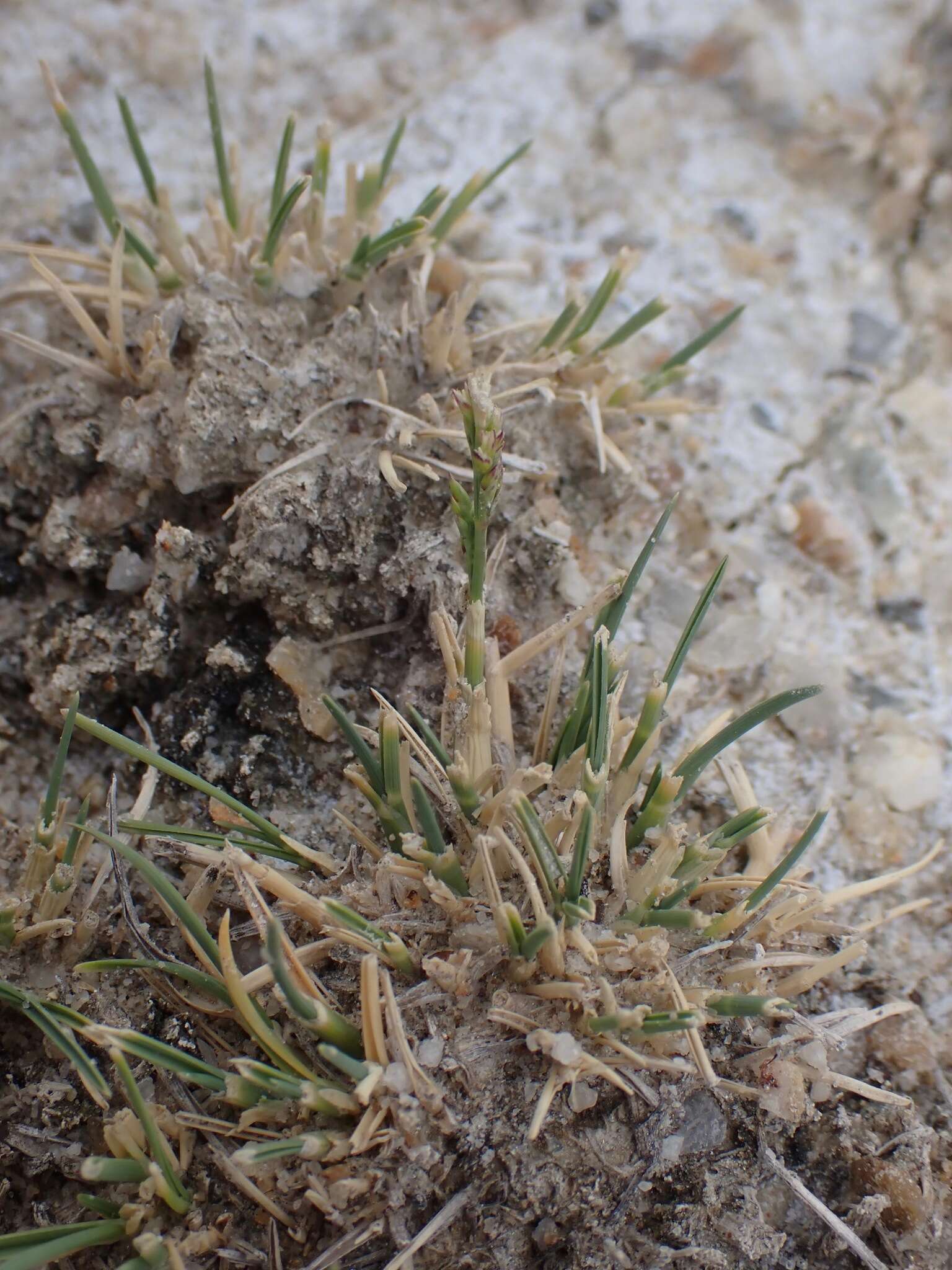 Plancia ëd Puccinellia stricta (Hook. fil.) Blom