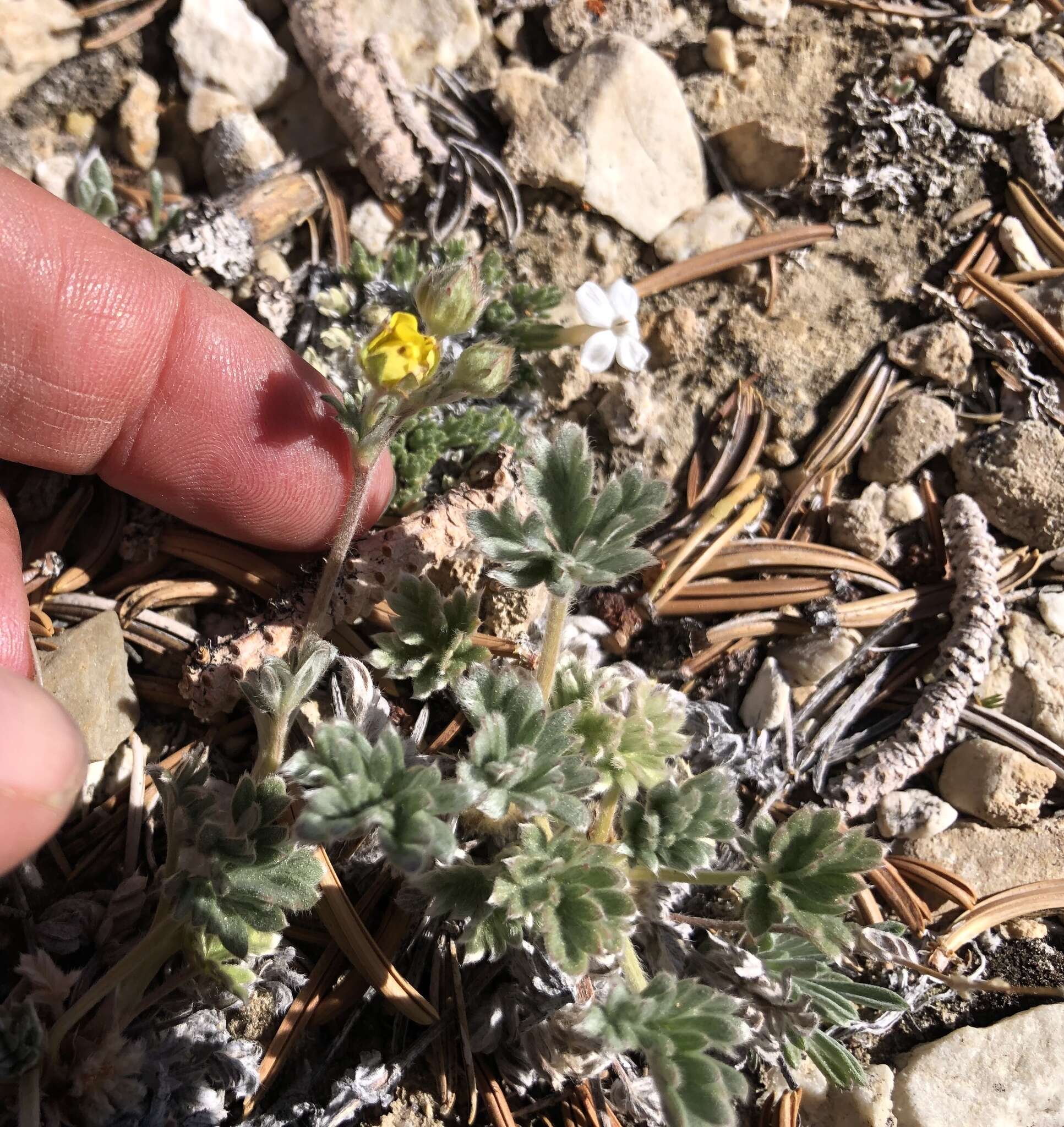 Image of silky cinquefoil