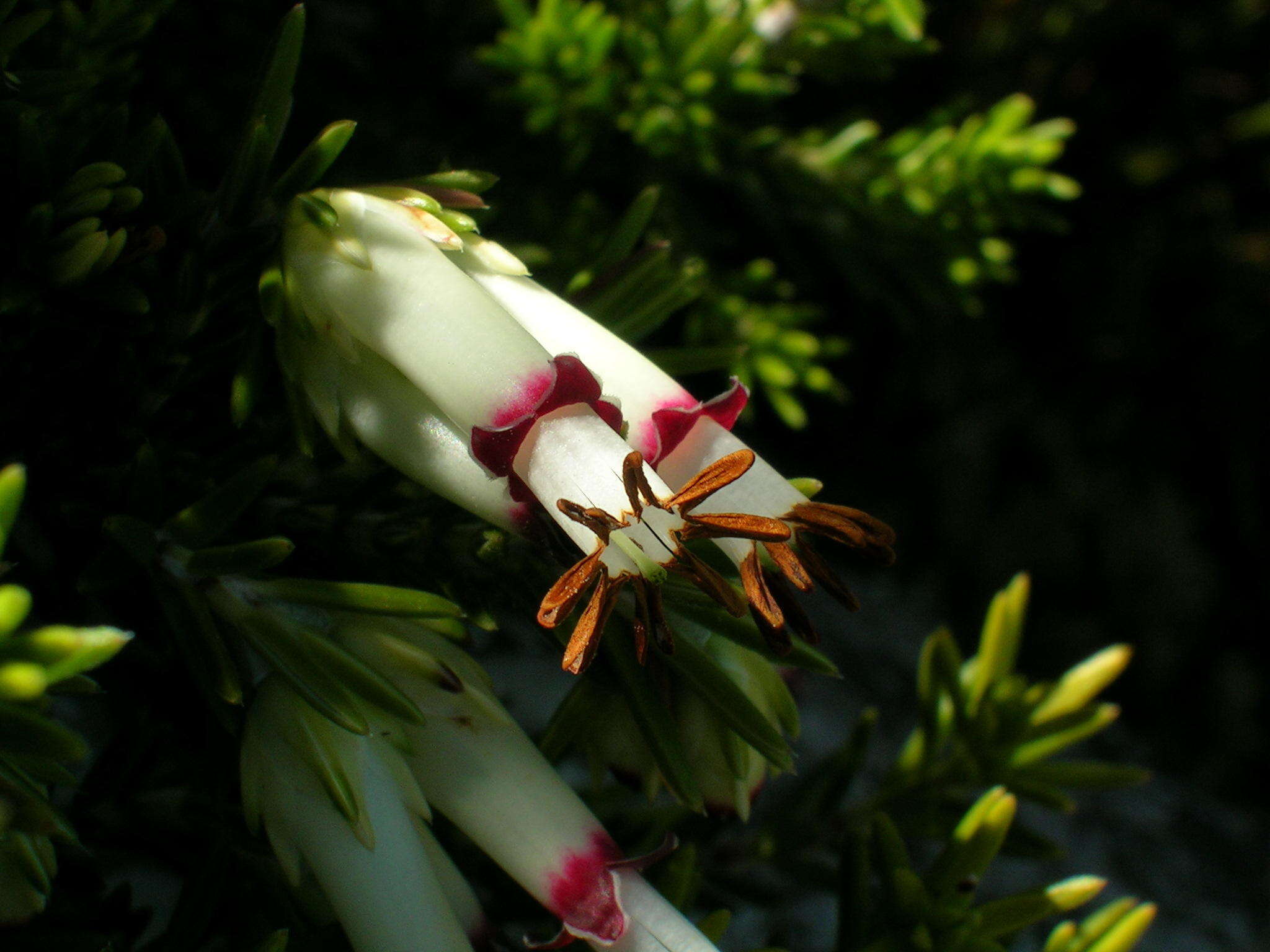 Image of Erica banksia subsp. purpurea (Andrews) E. G. H. Oliv. & I. M. Oliv.