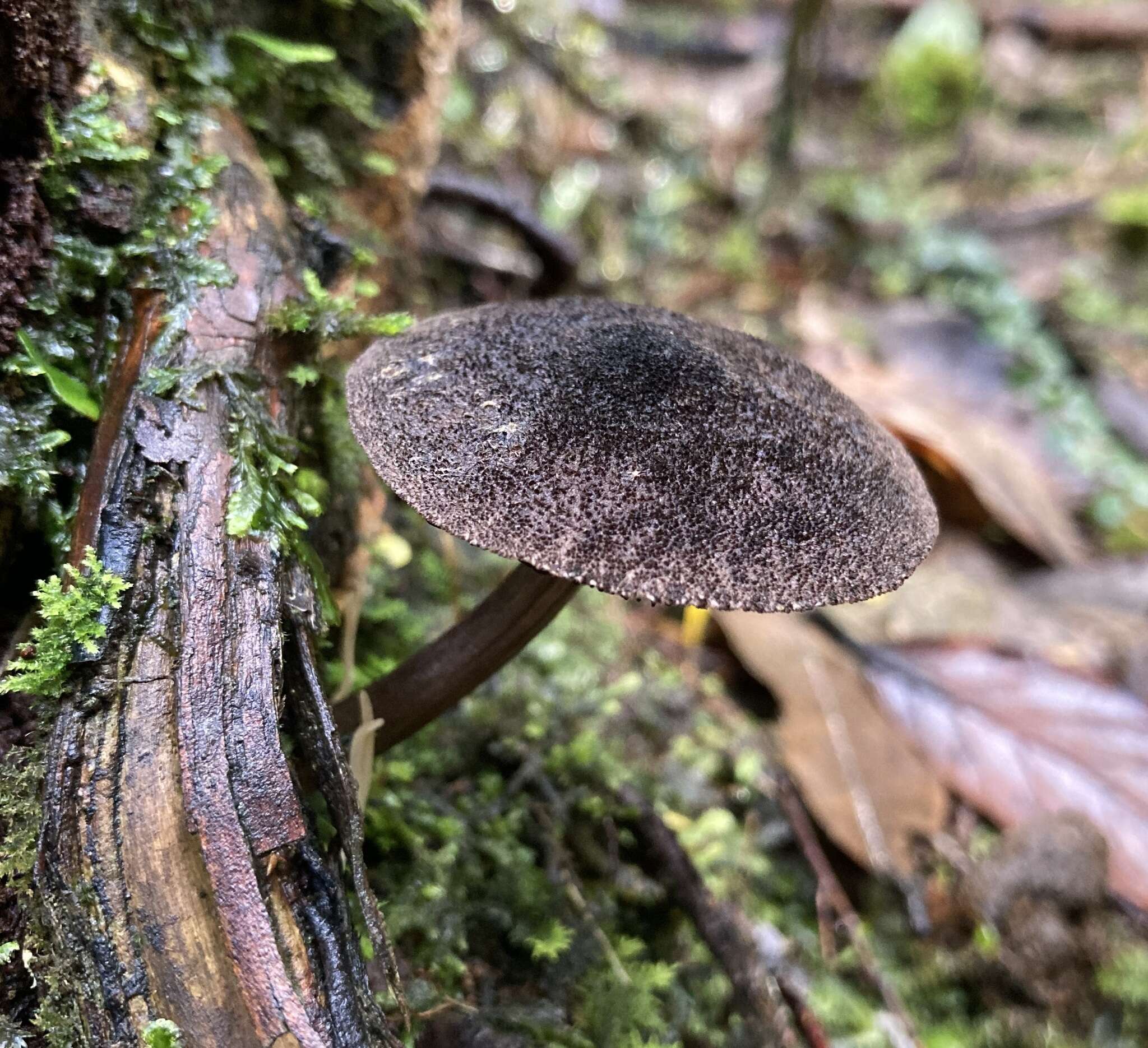 Sivun Pluteus similis E. Horak 2008 kuva