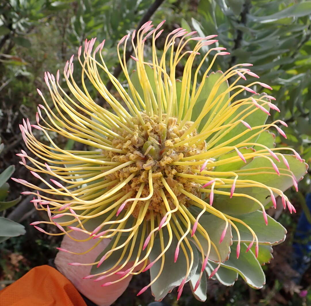 Image of Silver-leaf wheel pincushion