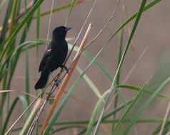 Image of Red-shouldered Blackbird