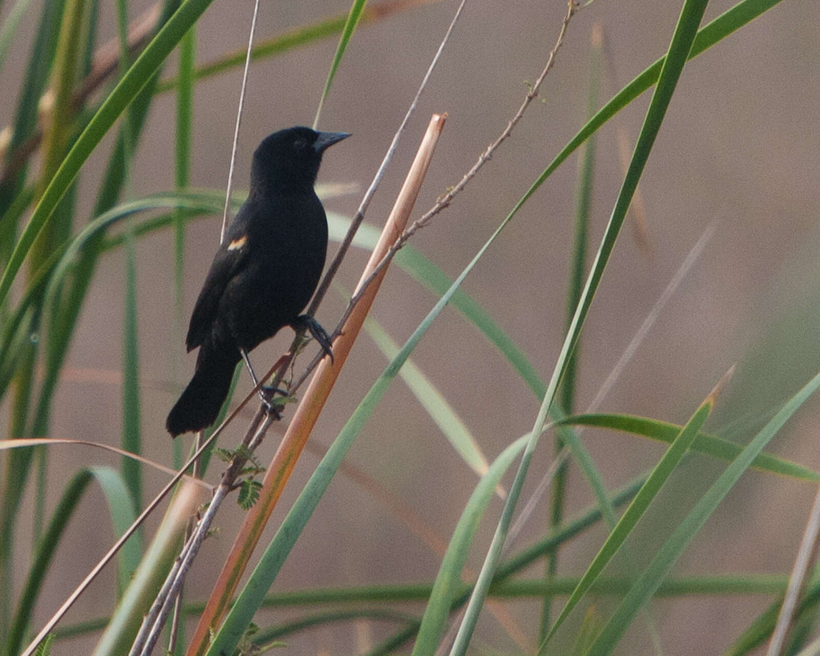 Image of Red-shouldered Blackbird