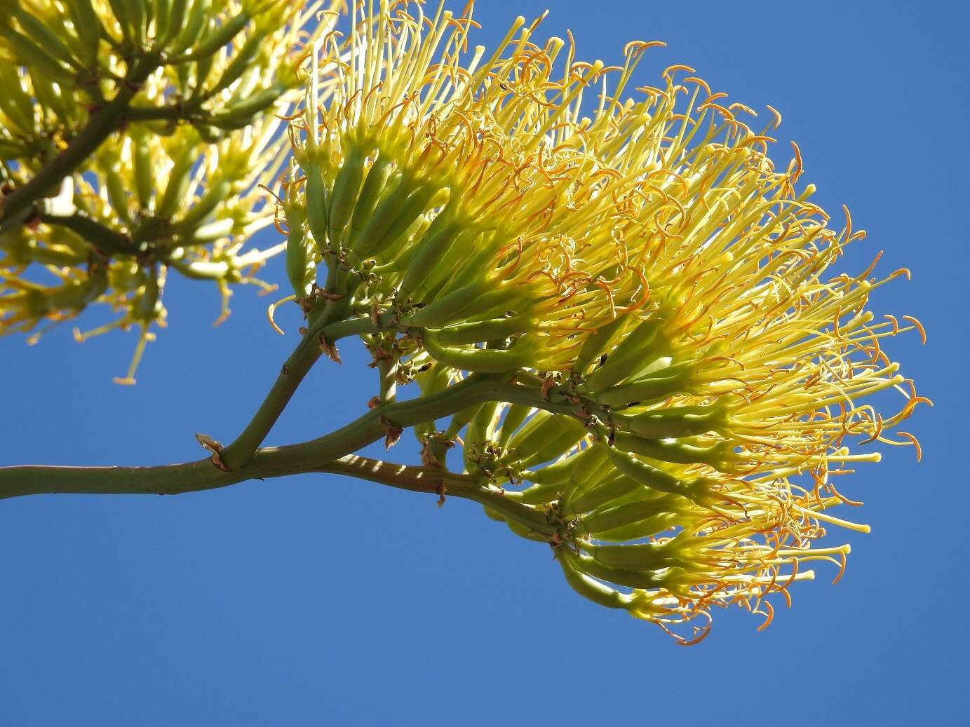 صورة Agave kewensis Jacobi