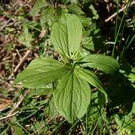 Image of herb Paris