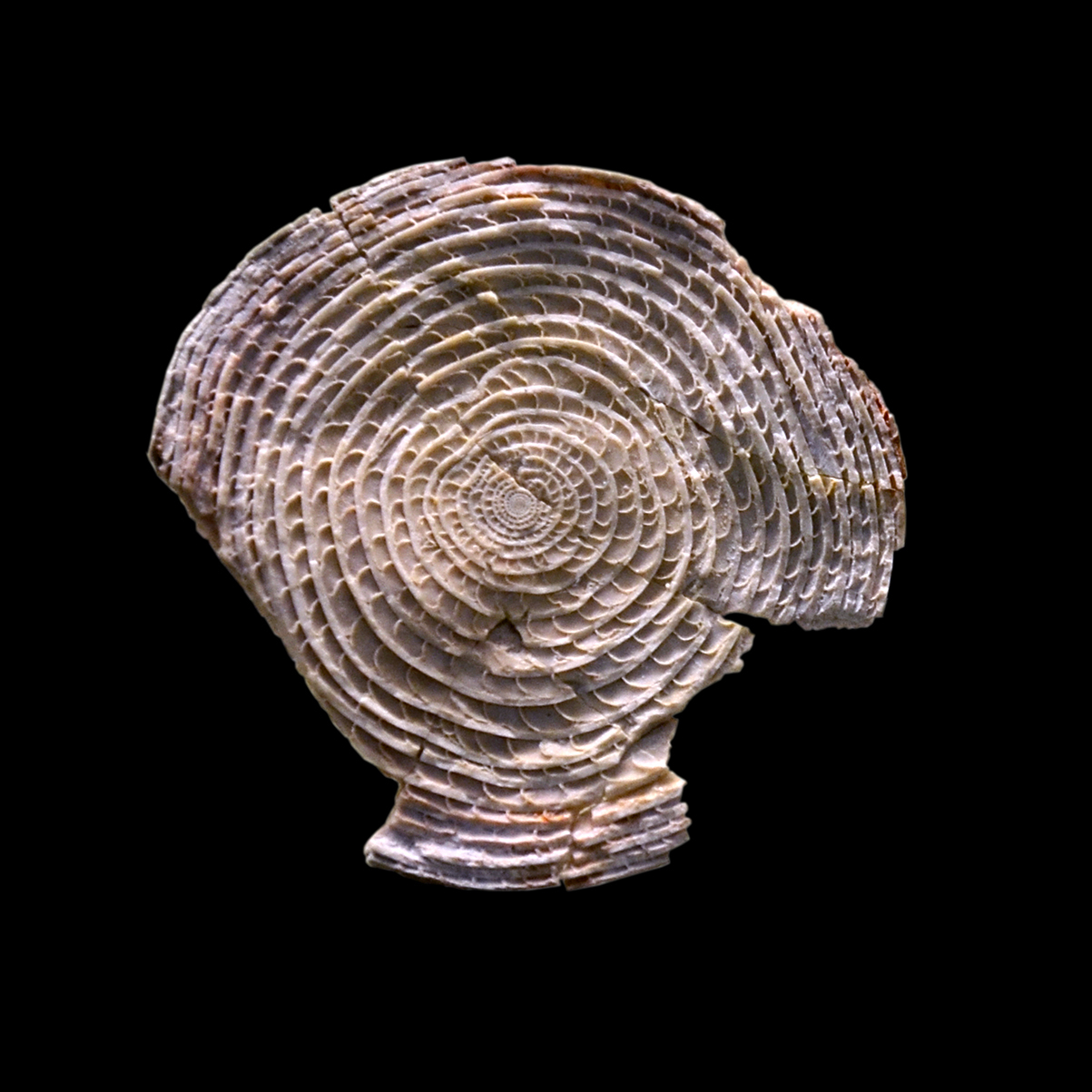 Image of Nummulites Lamarck 1801