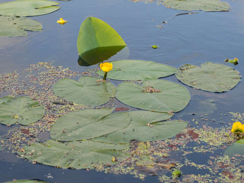 Image de Nénuphar Jaune