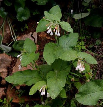 Image of Symphytum brachycalyx Boiss.