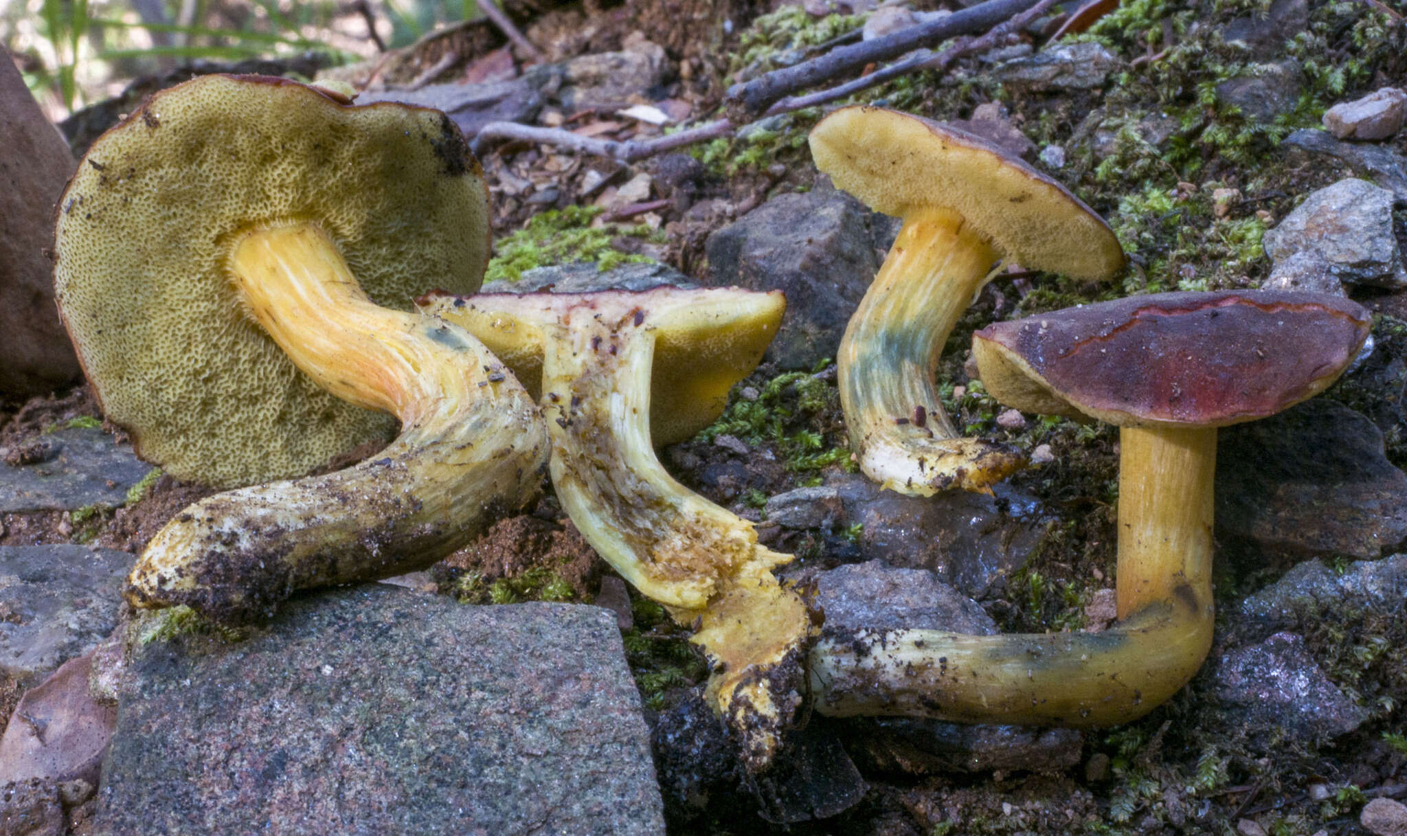 Image de Hortiboletus engelii (Hlaváček) Biketova & Wasser 2015