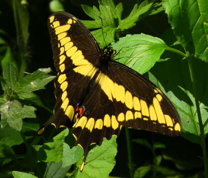 Image of Eastern Giant Swallowtail