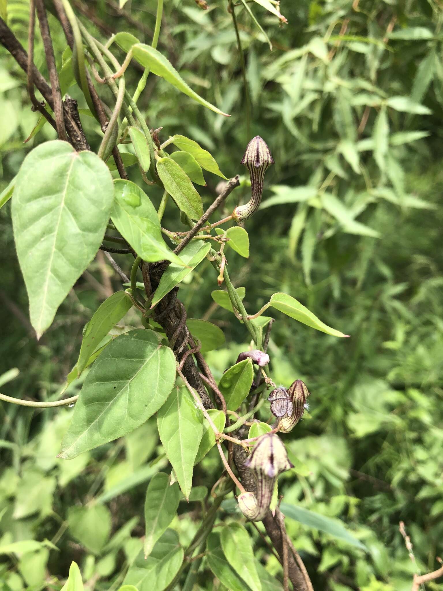 Sivun Ceropegia carnosa E. Mey. kuva