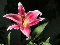 Lilium auratum Lindl. resmi