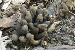 Imagem de Xylaria polymorpha (Pers.) Grev. 1824