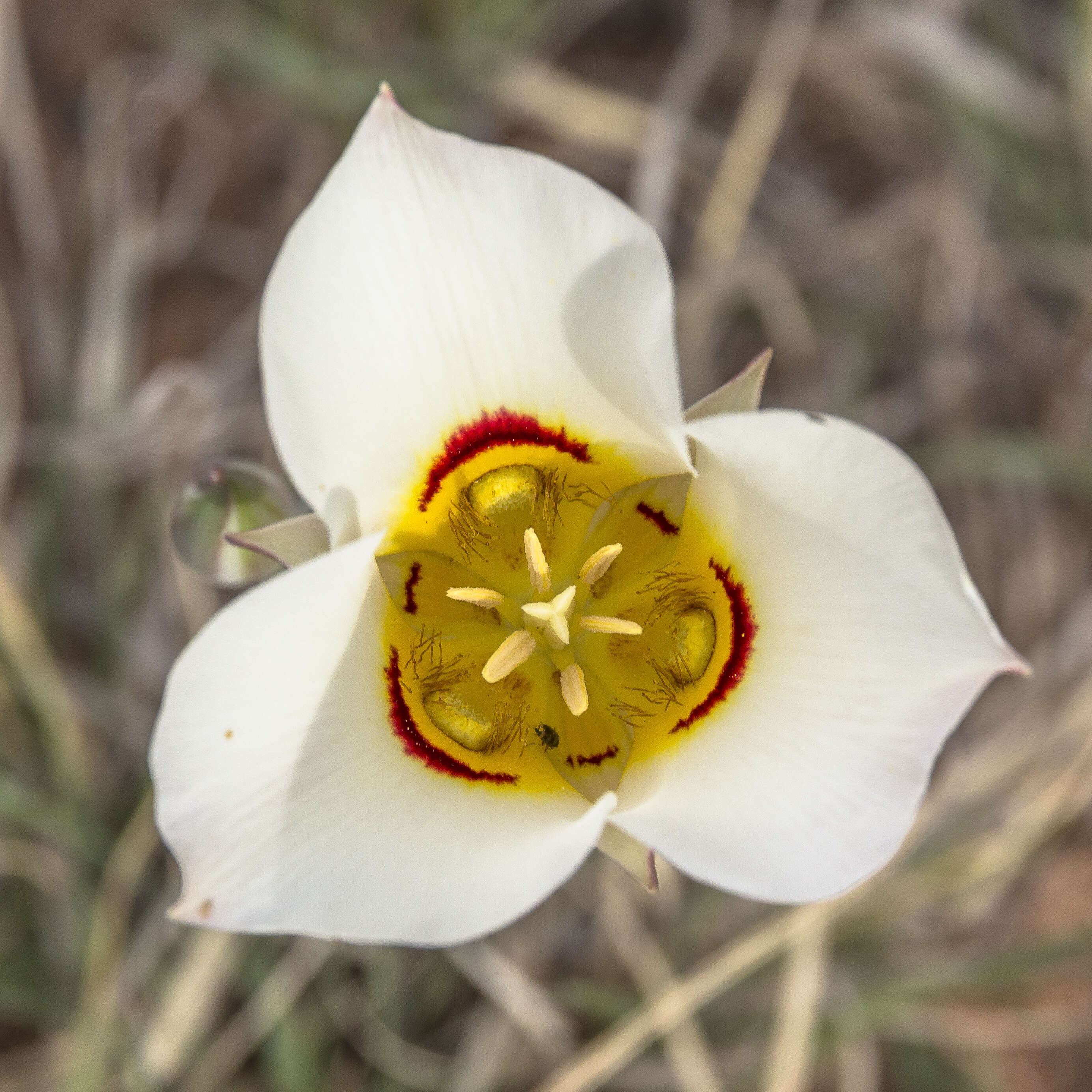 Слика од Calochortus nuttallii Torr.