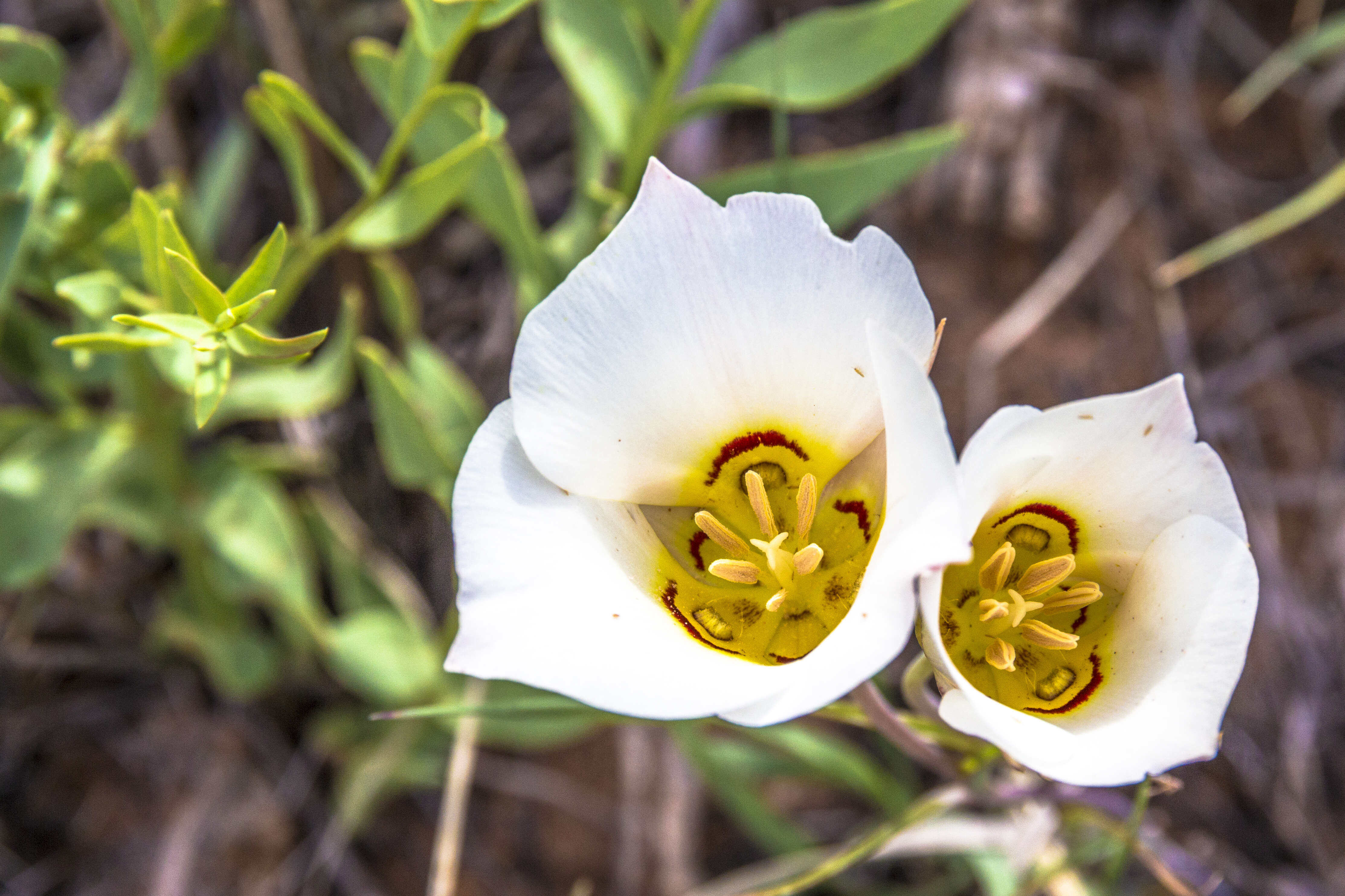 Слика од Calochortus nuttallii Torr.