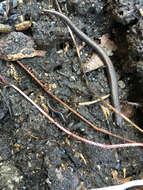 Image of Garden Slender Salamander