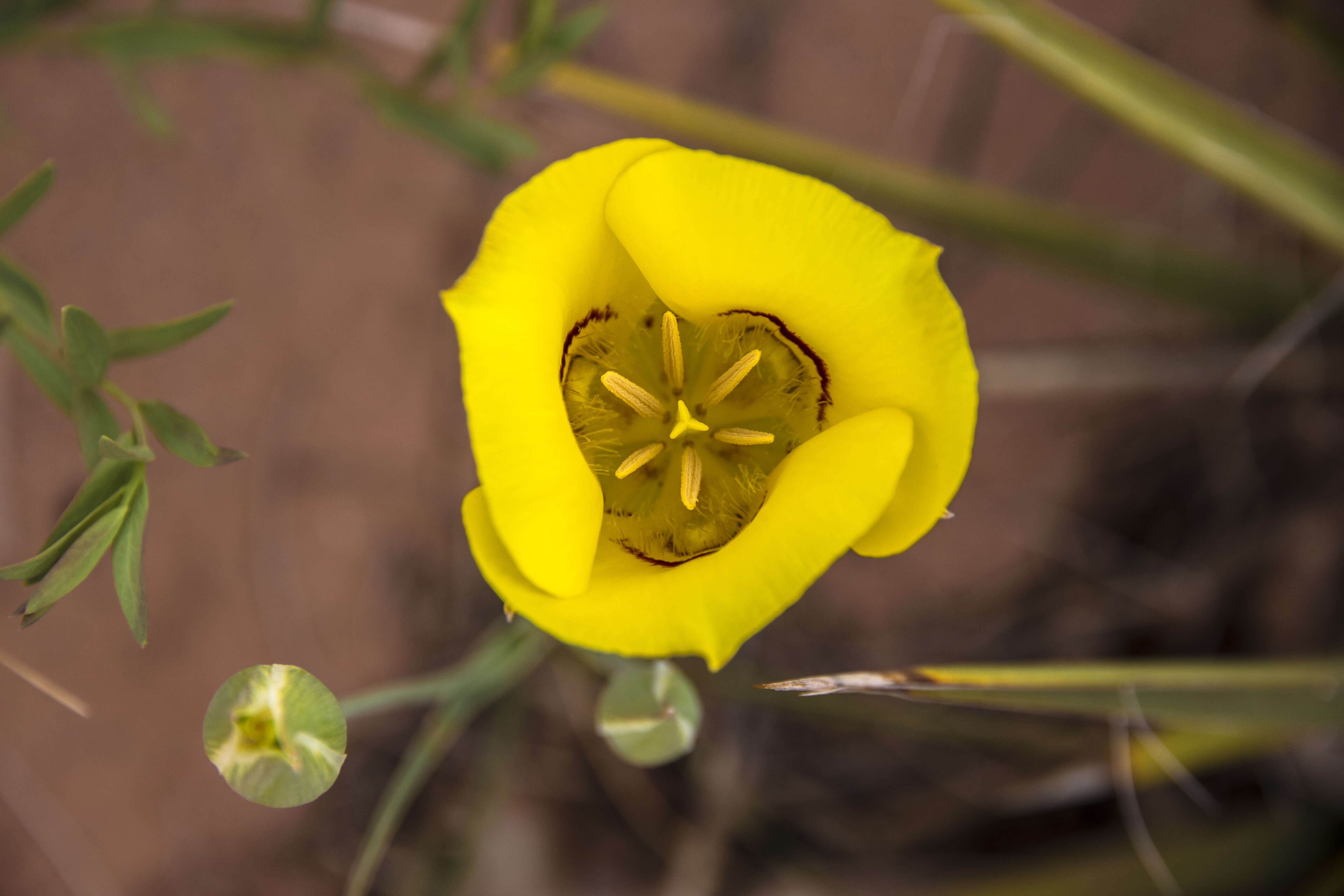 Слика од Calochortus nuttallii Torr.