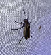 Image of Striped Blister Beetle