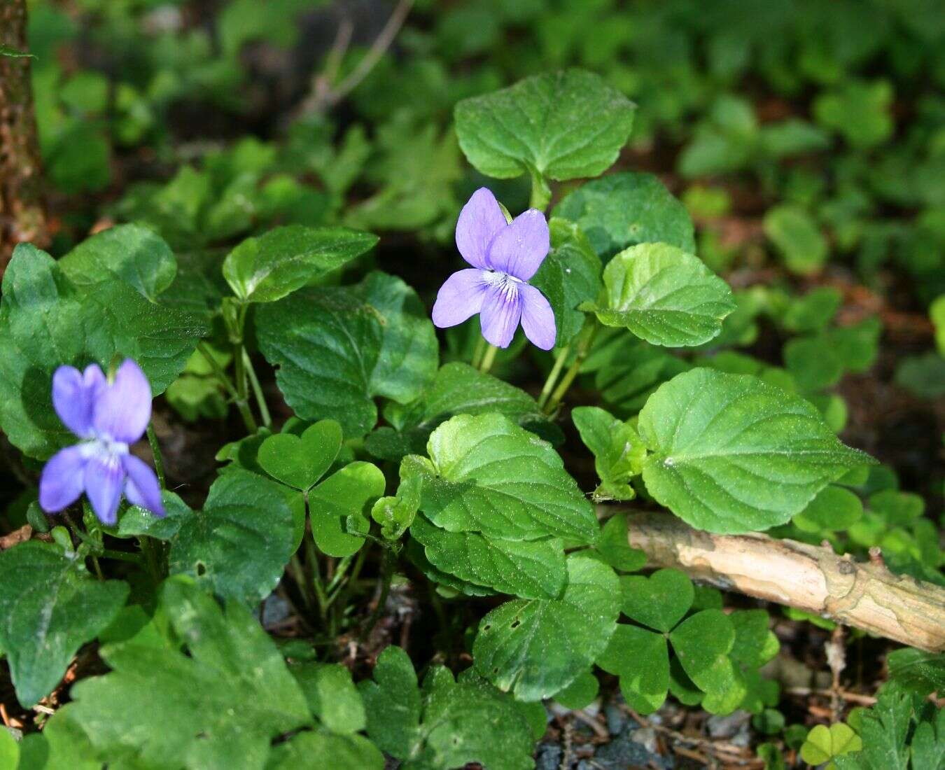 Image of common dog-violet