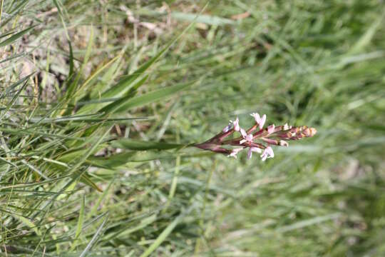 صورة Disa patula var. patula