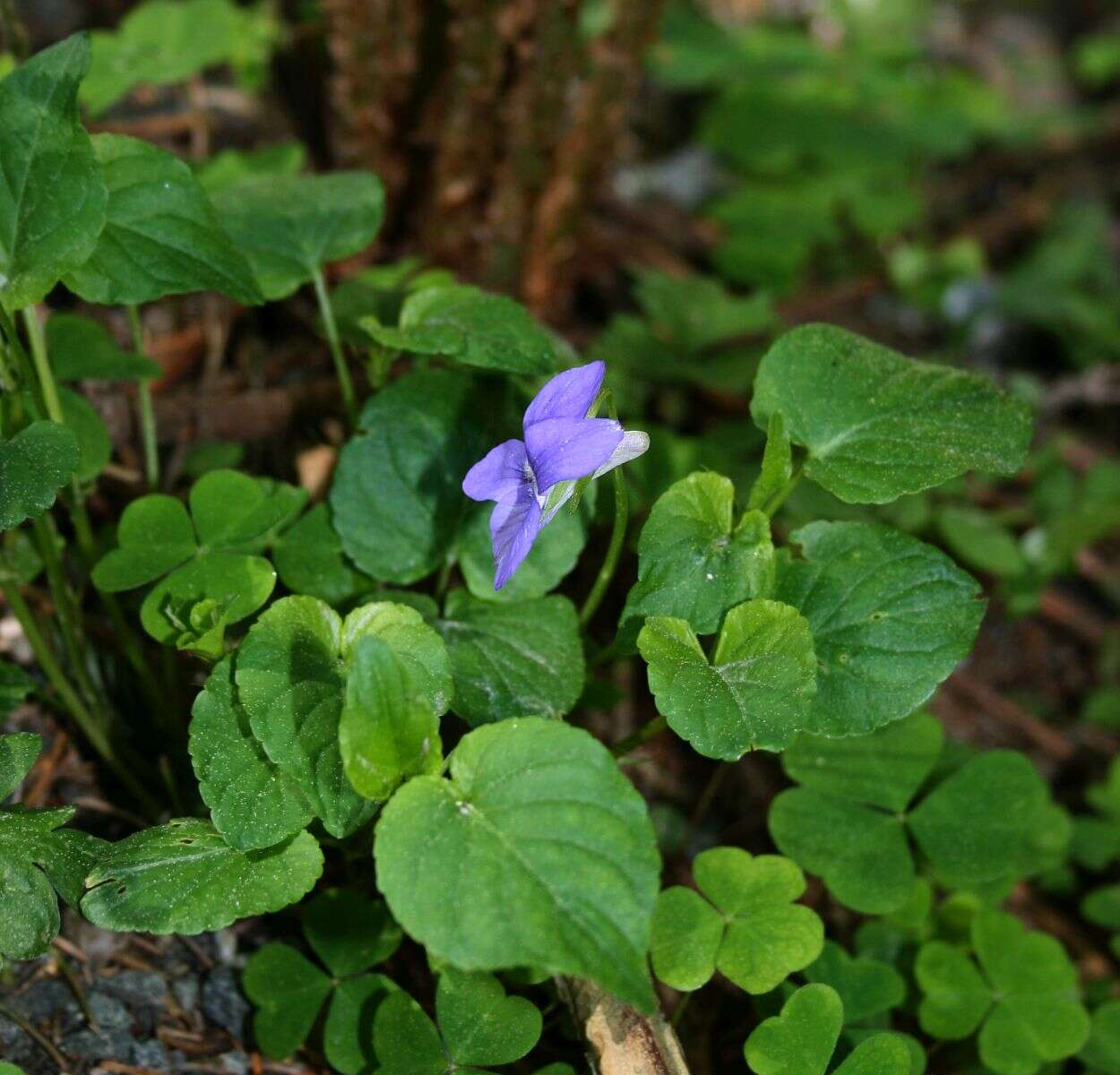 Image of common dog-violet