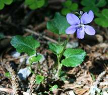 Image of common dog-violet