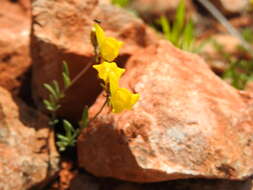 Plancia ëd Linaria oblongifolia subsp. haenseleri (Boiss. & Reuter) Valdès