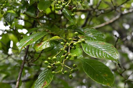 Image of Coussarea chiapensis Borhidi