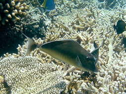 Image of Humpback Unicornfish