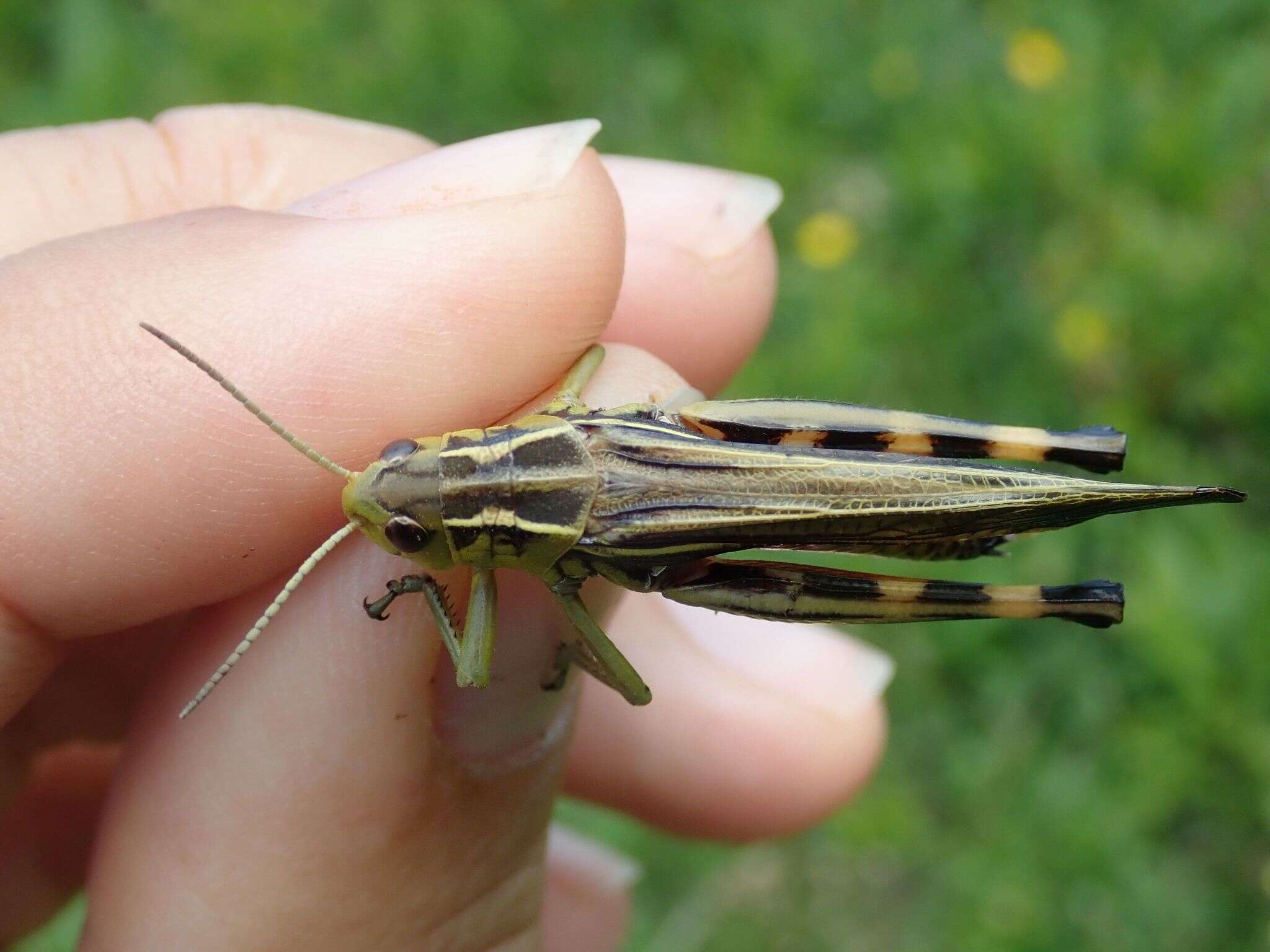 Image of Arcyptera (Arcyptera) fusca (Pallas 1773)