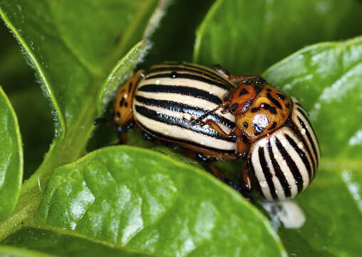 Image of Colorado potato beetle