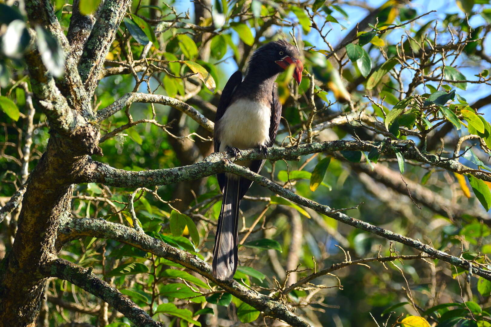 Image of Crowned Hornbill