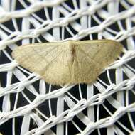 صورة Idaea uniformis Warren 1896