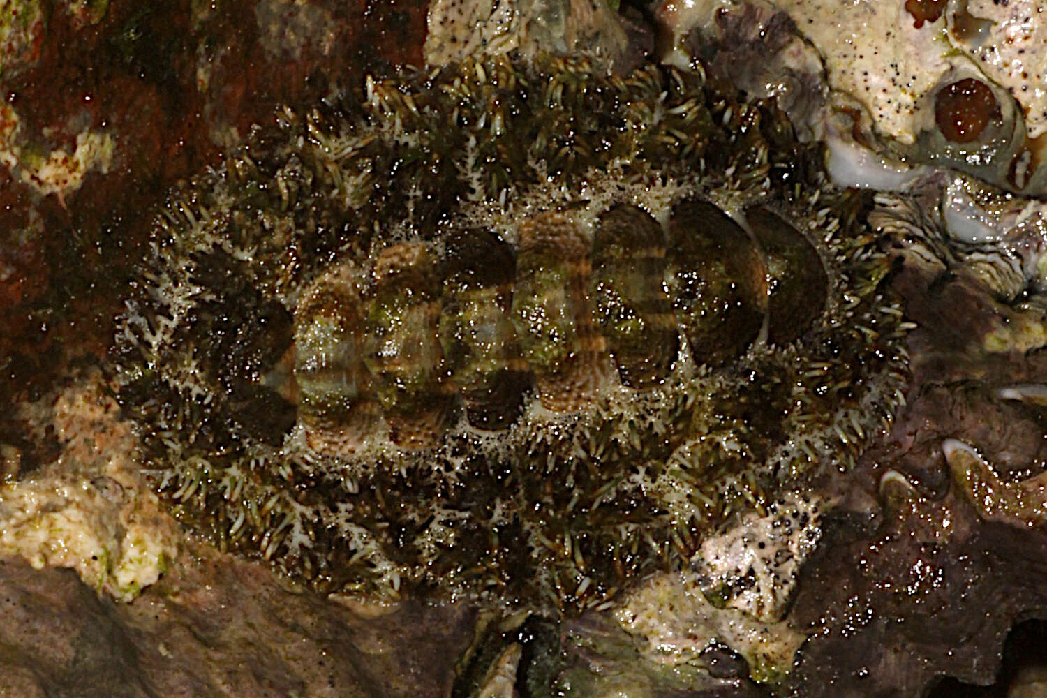 Image of Acanthopleura gemmata (Blainville 1825)