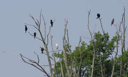 Image of Pygmy Cormorant