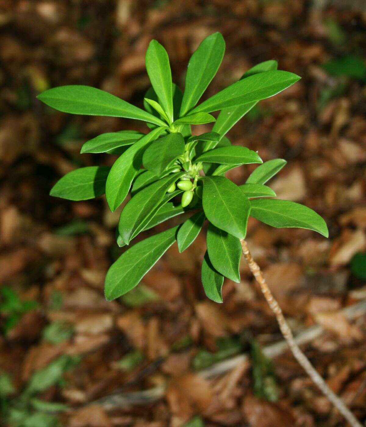 Imagem de Daphne laureola L.