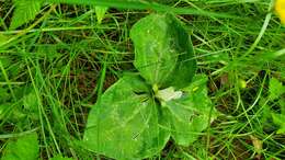 صورة Trillium albidum subsp. parviflorum (V. G. Soukup) K. L. Chambers & S. C. Meyers