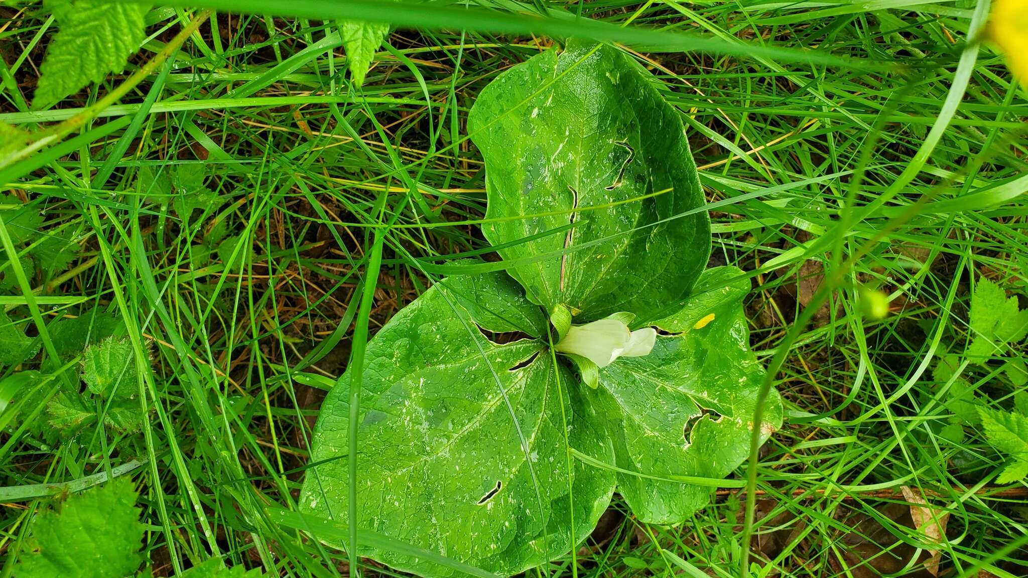 صورة Trillium albidum subsp. parviflorum (V. G. Soukup) K. L. Chambers & S. C. Meyers