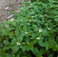 Image of bunchberry dogwood