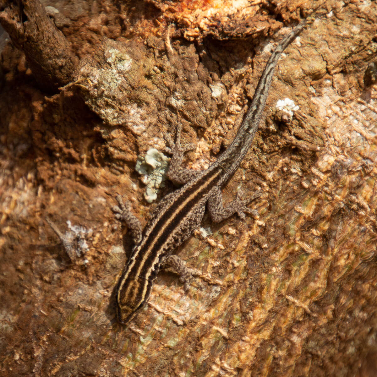 Image of Lygodactylus tsavoensis Malonza, Bauer, Granthon, Williams & Wojnowski 2019