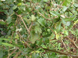 Image of Forest pink hibiscus