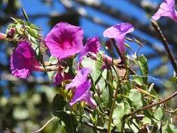 Image of Ipomoea bernoulliana Peter