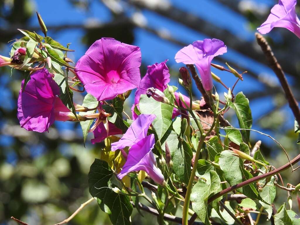 Image of Ipomoea bernoulliana Peter