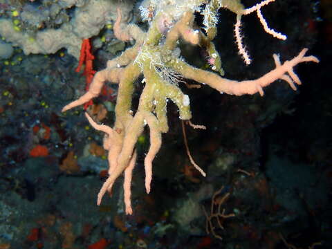 Image of Turbicellepora avicularis (Hincks 1860)